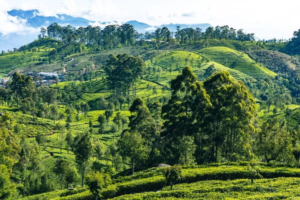 Чайная Плантация Шри Ланки Место Липтона Хапутале Шри Ланка — стоковое фото