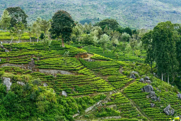 Sri Lanka Tea Plantation Haputale Sri Lanka — Stock Photo, Image