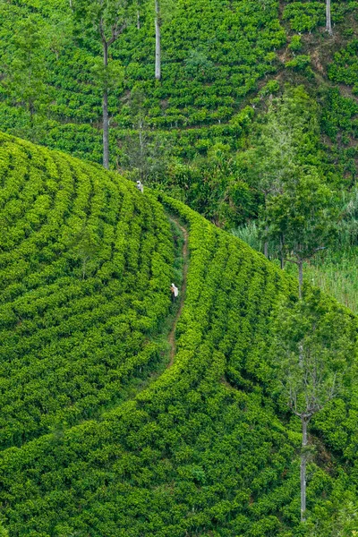 Чайная Плантация Шри Ланки Хапутале Шри Ланка — стоковое фото