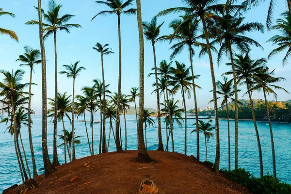 Kokosnoot Boom Heuvel Mirissa Beach Sri Lanka — Stockfoto