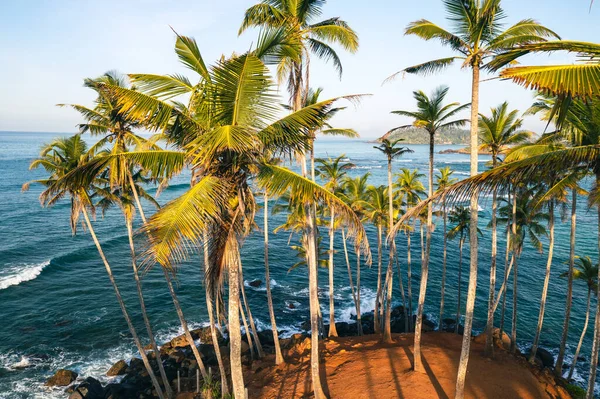 ミリッサビーチのココナッツの木の丘 スリランカ — ストック写真