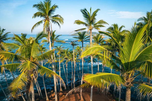 Kokosnoot Boom Heuvel Mirissa Beach Sri Lanka — Stockfoto
