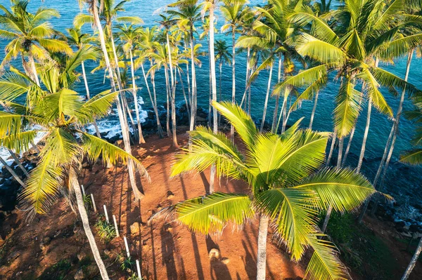 Hügel Aus Kokospalmen Strand Von Mirissa Sri Lanka — Stockfoto