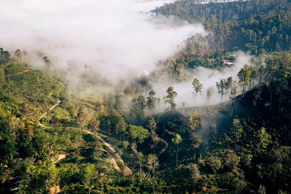Selva Tropical Sri Lanka Vista Aérea Paisaje Tropical Brumoso Plantación —  Fotos de Stock
