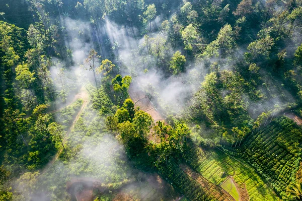 Tropical Rainforest Sri Lanka Aerial View Foggy Tropical Landscape Tea — Stock Photo, Image