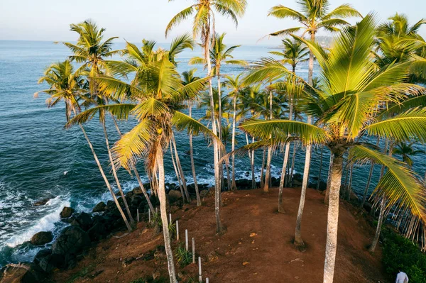Kokosnoot Boom Heuvel Mirissa Beach Sri Lanka — Stockfoto