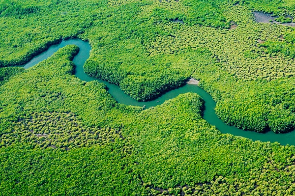 Ecosistema Ambiente Sano Concetti Contesto Naturale Foresta Pluviale Tropicale Vista — Foto Stock