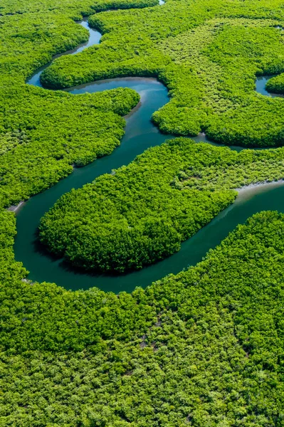 Ecosistema Ambiente Sano Concetti Contesto Naturale Foresta Pluviale Tropicale Vista — Foto Stock