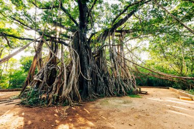 Büyük Banyan, Sri Lanka 'da bulunan bir banyan ağacı..
