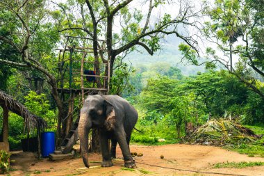 Sigirya, Sri Lanka 'da turist çekmek için zincirli fil. 