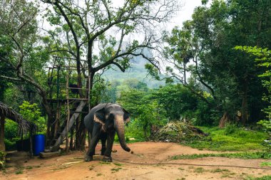 Sigirya, Sri Lanka 'da turist çekmek için zincirli fil. 