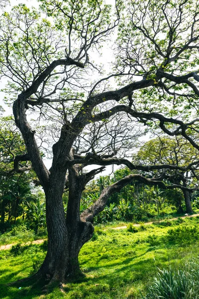 斯里兰卡的大树和枝条伸展成树阴 — 图库照片