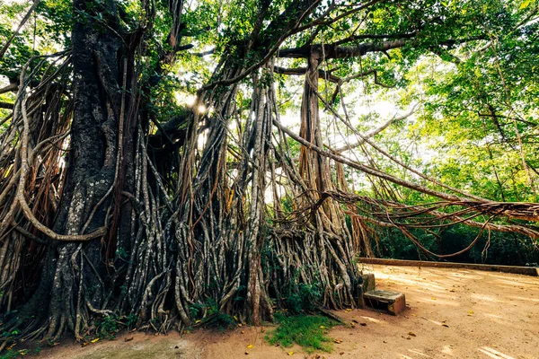 Grande Banyan Albero Banyan Ficus Benghalensis Situato Nello Sri Lanka — Foto Stock