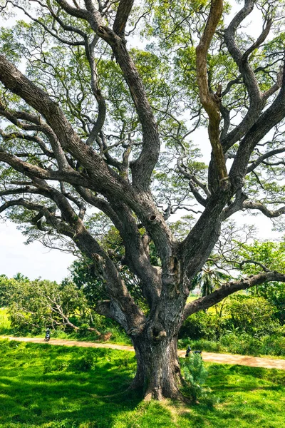 Stora Träd Och Grenar Sträcker Sig Till Skugga Sri Lanka — Stockfoto