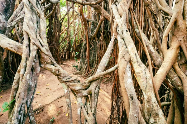 大班扬树 Great Banyan 是一种班扬树 Ficus Benghalensis 位于斯里兰卡 — 图库照片