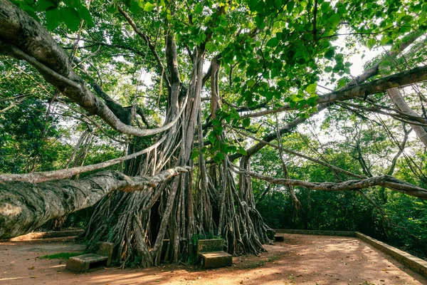 大班扬树 Great Banyan 是一种班扬树 Ficus Benghalensis 位于斯里兰卡 — 图库照片