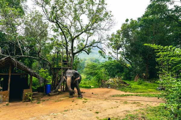 Elefant Kedja Som Turistattraktion Sigiriya Sri Lanka — Stockfoto
