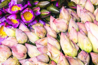 Çiçek sunuyor. İnsanlar tapınağa çiçek getiriyor. Kandy, Sri Lanka.