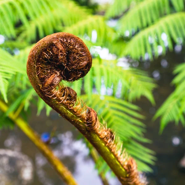 Zéland Ikonikus Páfrány Koru — Stock Fotó