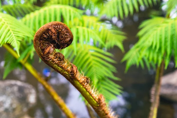 新西兰标志性蕨贵宾 — 图库照片