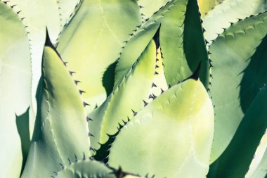 Agave 'in yakın çekimi. Doğal Çiçek Geçmişi.