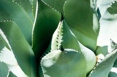 Agave 'in yakın çekimi. Doğal Çiçek Geçmişi.