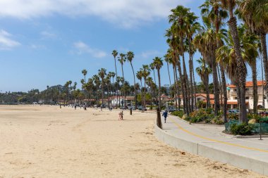 Santa Barbara, Kaliforniya sahilinde tropik yüksek palmiye ağaçları, ABD.