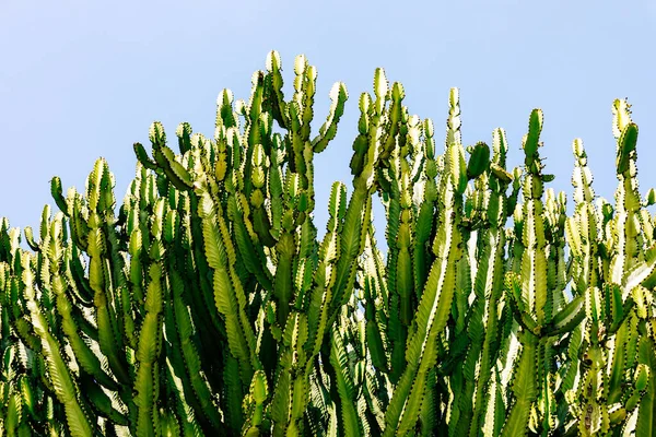 墨西哥仙人掌纹理天然背景沙漠植物 — 图库照片