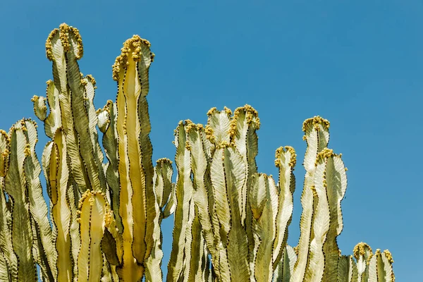 Cactus Textuur Natuurlijke Achtergrond Desert Plant Mexico — Stockfoto