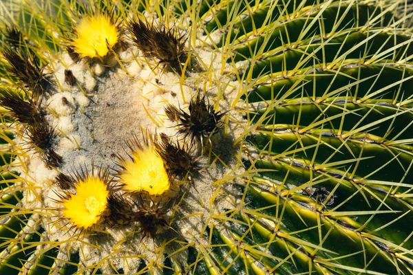 Cactus Textuur Natuurlijke Achtergrond Desert Plant Mexico — Stockfoto