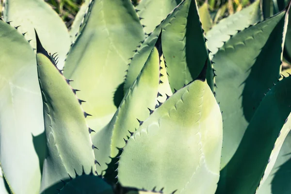 Agave的特写自然植物背景 — 图库照片