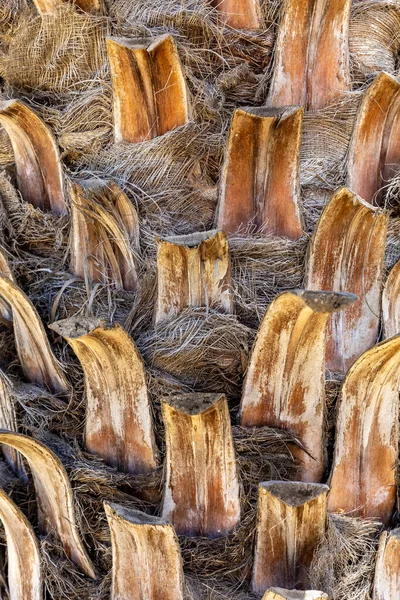 야자나무 줄기를 가까이 살펴봄 — 스톡 사진