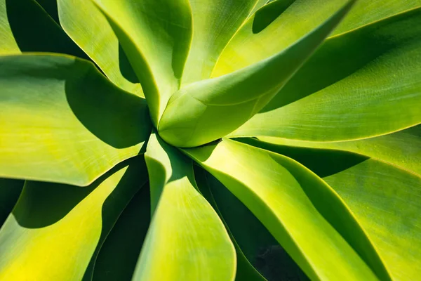 Beautiful Blue Green Agave Cactus Background — Stock Photo, Image