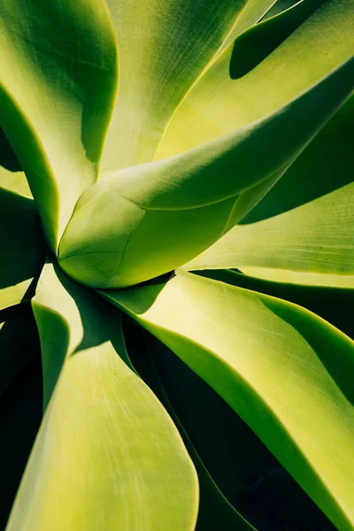 Beautiful Blue Green Agave Cactus Background — Stock Photo, Image