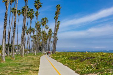 Santa Barbara, Kaliforniya sahilinde tropik yüksek palmiye ağaçları, ABD.