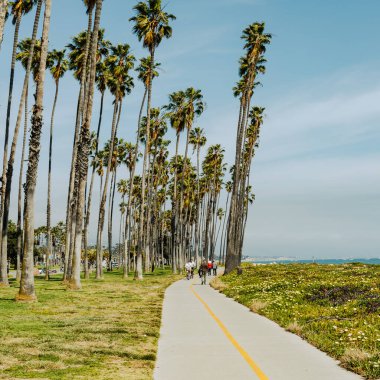 Santa Barbara, Kaliforniya sahilinde tropik yüksek palmiye ağaçları, ABD.
