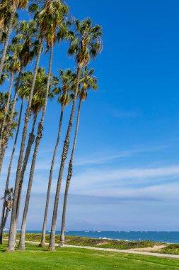 Santa Barbara, Kaliforniya sahilinde tropik yüksek palmiye ağaçları, ABD.
