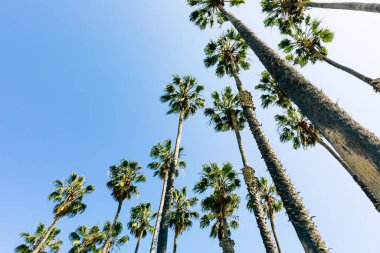 Santa Barbara, Kaliforniya sahilinde tropik yüksek palmiye ağaçları, ABD.