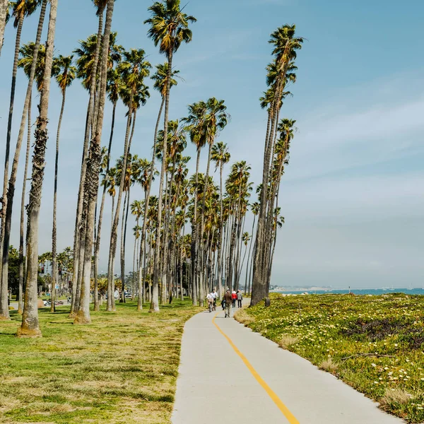 Santa Barbara, Kaliforniya sahilinde tropik yüksek palmiye ağaçları, ABD.