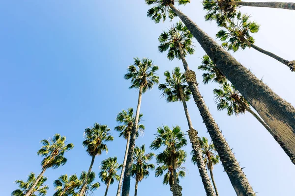 Tropiska Höga Palmer Stranden Santa Barbara Kalifornien Usa — Stockfoto