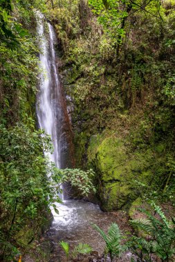 Cascada El Palto. Vilcabamba 'da şelale. Tropik Yeşil Yağmur Ormanı. Loja, Ekvador. Güney Amerika.