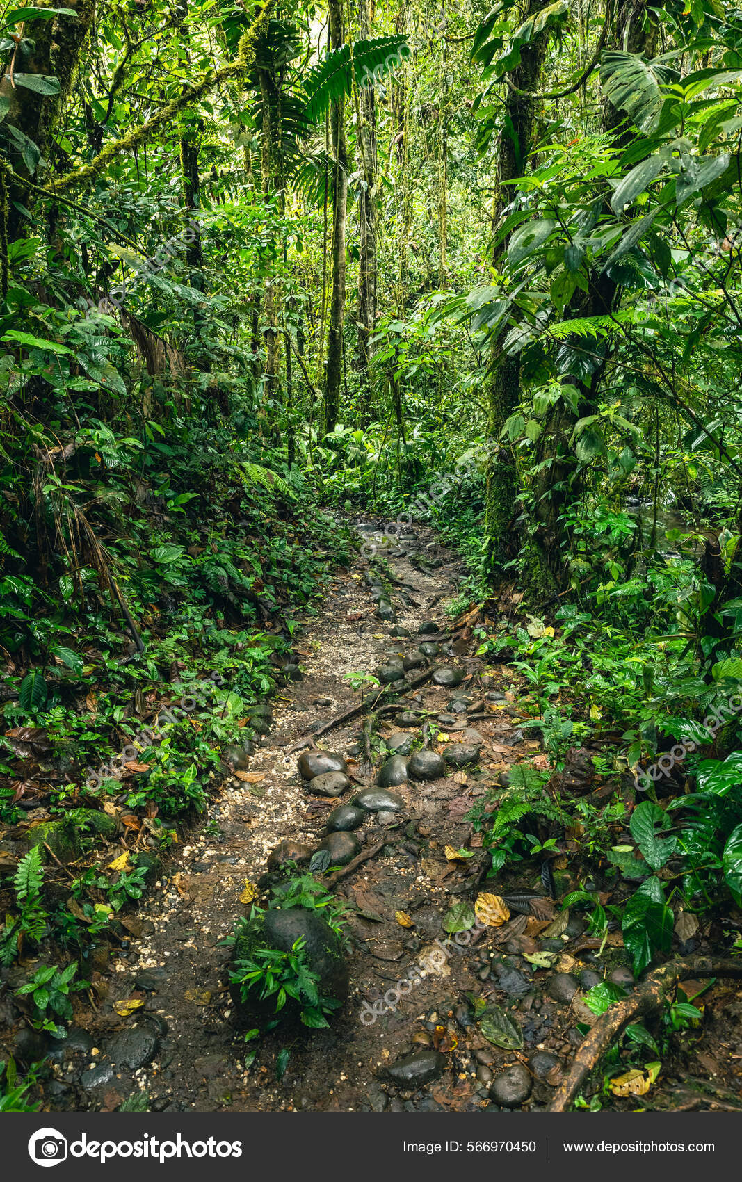 Equador Floresta Tropical Trilha Caminhadas Floresta Amazônia Caminho Selva  Para — Foto © Curioso_Travel_Photography #566970450, image size:1067x1700