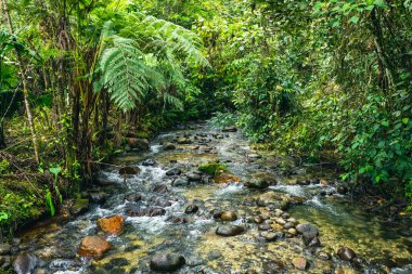 Ekvador Tropikal Yağmur Ormanı. Amazon Bulut Ormanı 'nda yürüyüş yolu. Hola Vida Şelalesi 'ne orman yolu. Puyo, Ekvador. Güney Amerika.