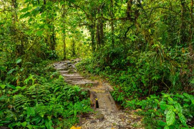 Ekvador Tropikal Yağmur Ormanı. Amazon Bulut Ormanı 'nda yürüyüş yolu. Hola Vida Şelalesi 'ne orman yolu. Puyo, Ekvador. Güney Amerika.