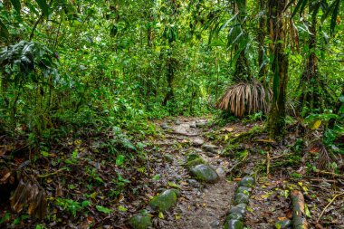 Ekvador Tropikal Yağmur Ormanı. Amazon Bulut Ormanı 'nda yürüyüş yolu. Hola Vida Şelalesi 'ne orman yolu. Puyo, Ekvador. Güney Amerika.