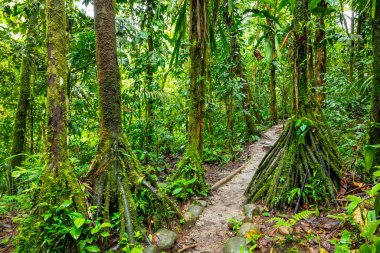 Ekvador Tropikal Yağmur Ormanı. Amazon Bulut Ormanı 'nda yürüyüş yolu. Hola Vida Şelalesi 'ne orman yolu. Puyo, Ekvador. Güney Amerika.