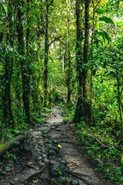 Ekvador Tropikal Yağmur Ormanı. Amazon Bulut Ormanı 'nda yürüyüş yolu. Hola Vida Şelalesi 'ne orman yolu. Puyo, Ekvador. Güney Amerika.