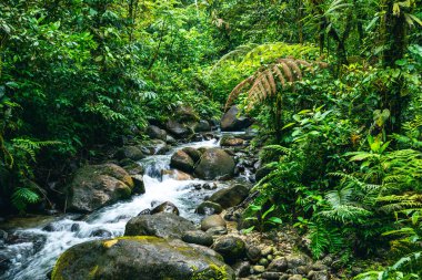 Ekvador Tropikal Yağmur Ormanı. Amazon Bulut Ormanı 'nda yürüyüş yolu. Hola Vida Şelalesi 'ne orman yolu. Puyo, Ekvador. Güney Amerika.