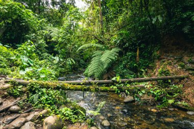 Ekvador Tropikal Yağmur Ormanı. Amazon Bulut Ormanı 'nda yürüyüş yolu. Hola Vida Şelalesi 'ne orman yolu. Puyo, Ekvador. Güney Amerika.
