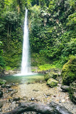 Cascada Hola Vida. Puyo 'da şelale. Amazon 'da tropik yeşil yağmur ormanı. Ekvador 'da. Güney Amerika.